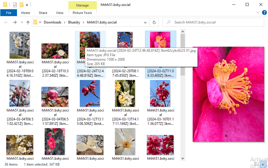 Folder contain Bluesky media downloaded